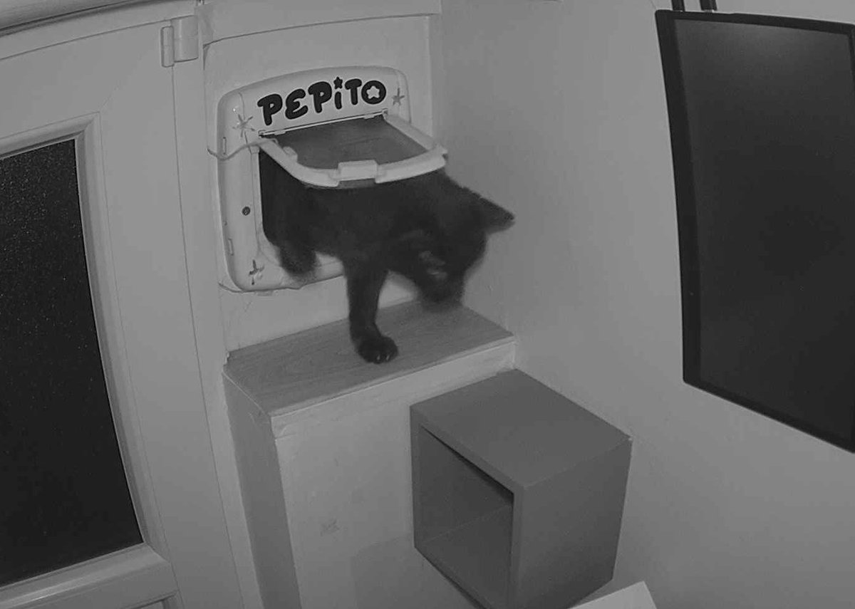 PepitoTheCat's tweet image. Pépito is back home (04:30:55)