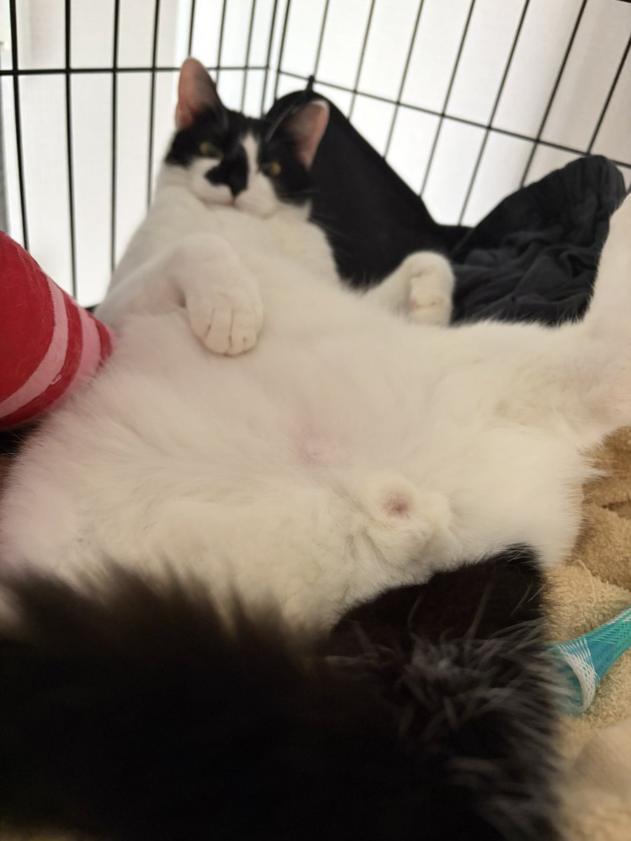 BIG MAC411 tweet media