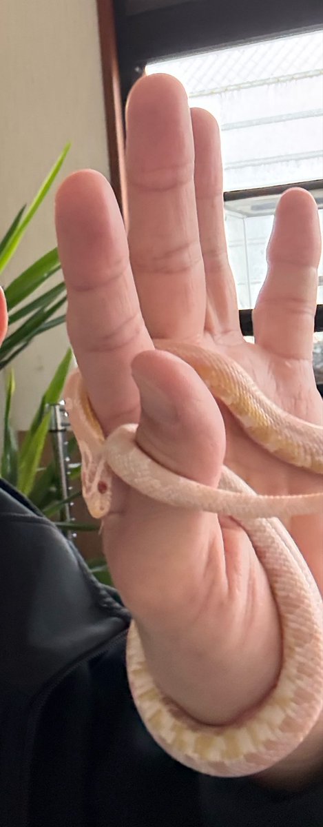 D6m22158's tweet photo. 綺麗な脱皮もして✨
すーちゃん元気🐍
#コーンスネーク #蛇 #爬虫類 #ペット #爬虫類のいる生活 #可愛いペット #爬虫類好きと繋がりたい https://t.co/5lwocHC1AJ
