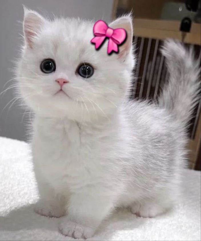 caroline tweet media