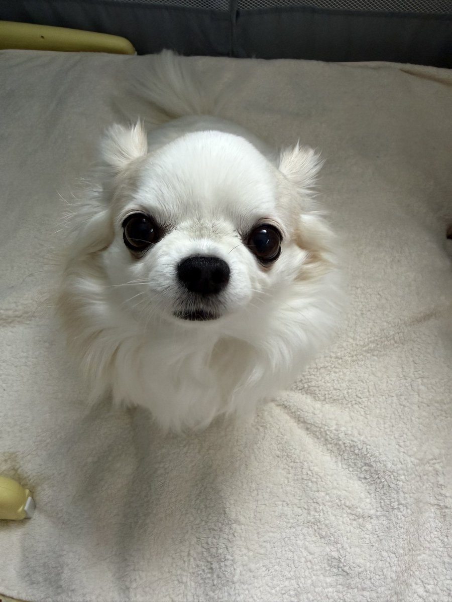 梅羽毬 tweet media