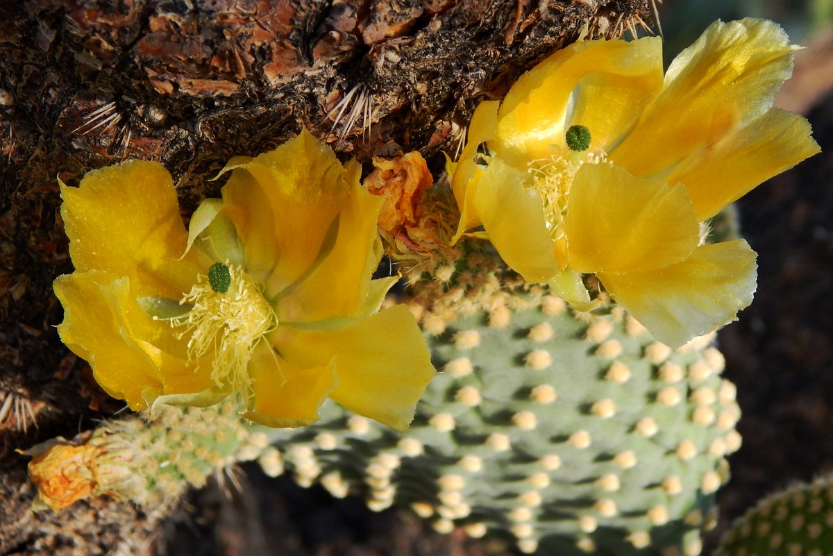 HLHughes03's tweet image. 04/18/2026, 🌵Making our #Saturday rounds in #PinalCounty #Arizona #Maricopa, #getoutside, GN👍We're in the cactus patch🌵🇺🇸