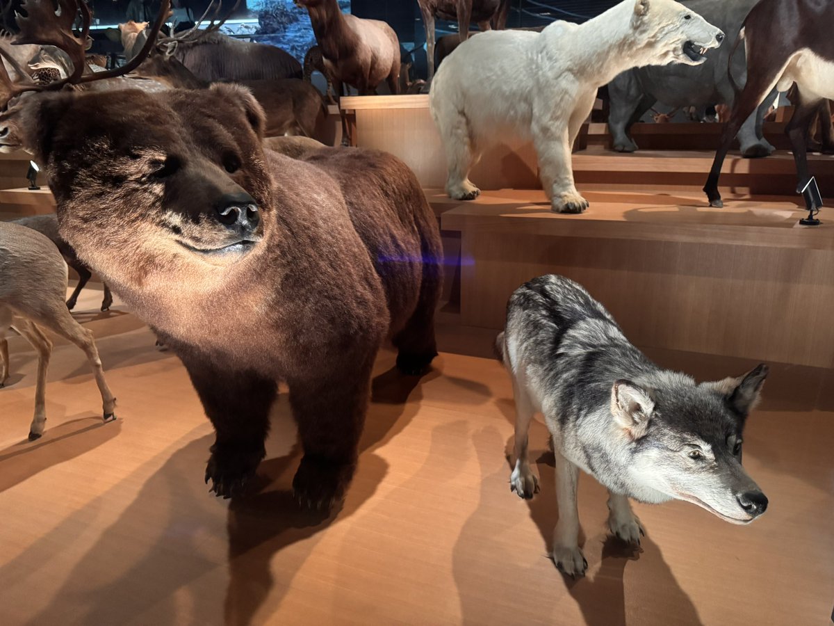 ネットで話題のキバノロの剥製を確認しに科博の剥製コーナーに。そういえばここ、ヒグマとオオカミの剥製がお隣同士に展示されてるんだった。
ヒグマ対レタﾗのサイズ感ってこんな感じなのか。