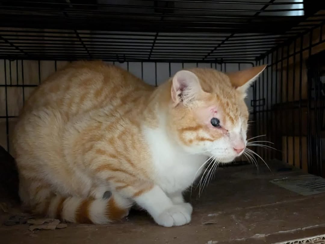 Cats of Meow York. tweet media