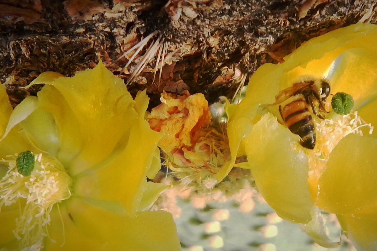 HLHughes03's tweet image. 04/18/2026, 🌵Making our #Saturday rounds in #PinalCounty #Arizona #Maricopa, #getoutside, GN👍We're in the cactus patch🌵🇺🇸