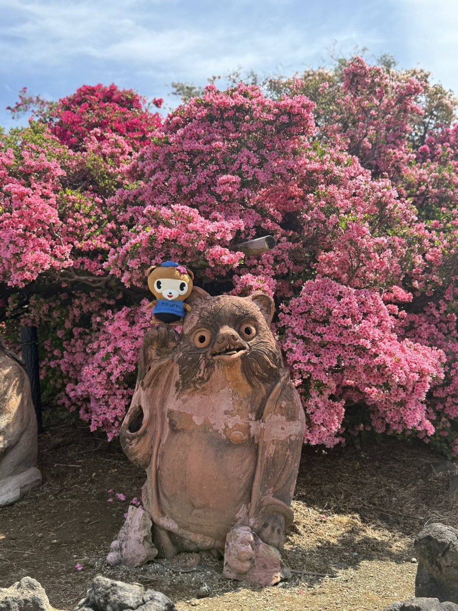 【公式】ぽんちゃん（群馬県館林市） tweet media