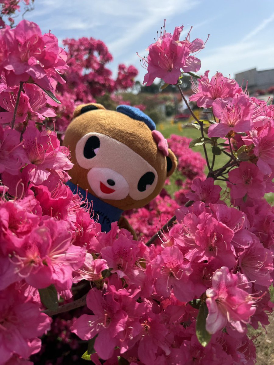 【公式】ぽんちゃん（群馬県館林市） tweet media