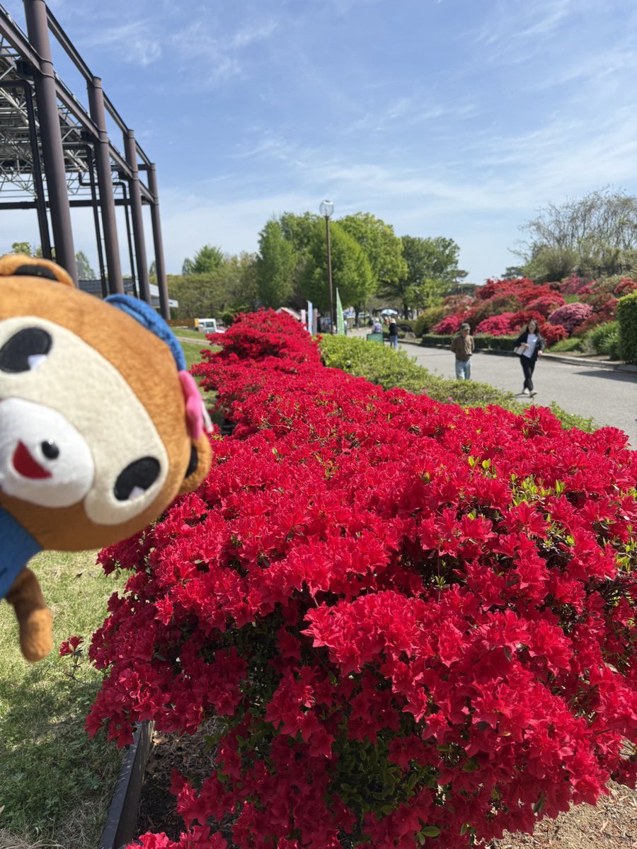 【公式】ぽんちゃん（群馬県館林市） tweet media