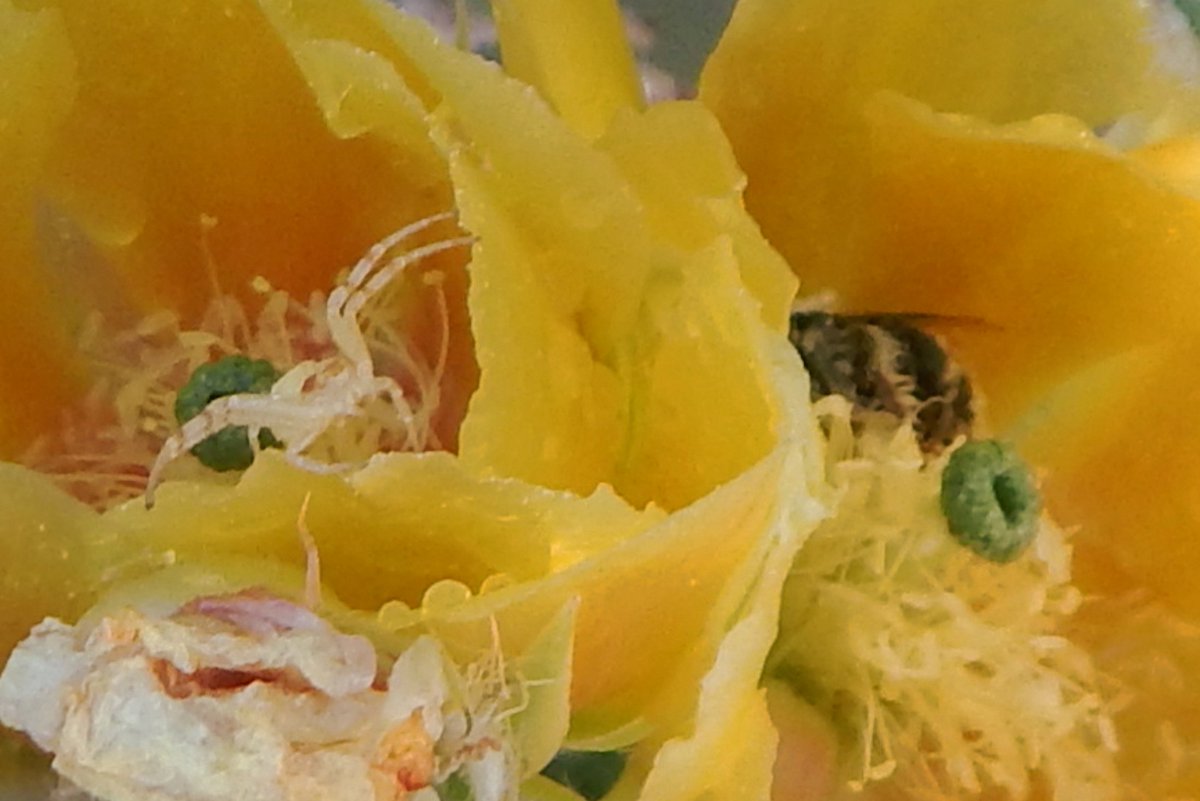 HLHughes03's tweet image. 04/18/2026, 🌵Making our #Saturday rounds in #PinalCounty #Arizona #Maricopa, #getoutside, GN👍We're in the cactus patch🌵🇺🇸