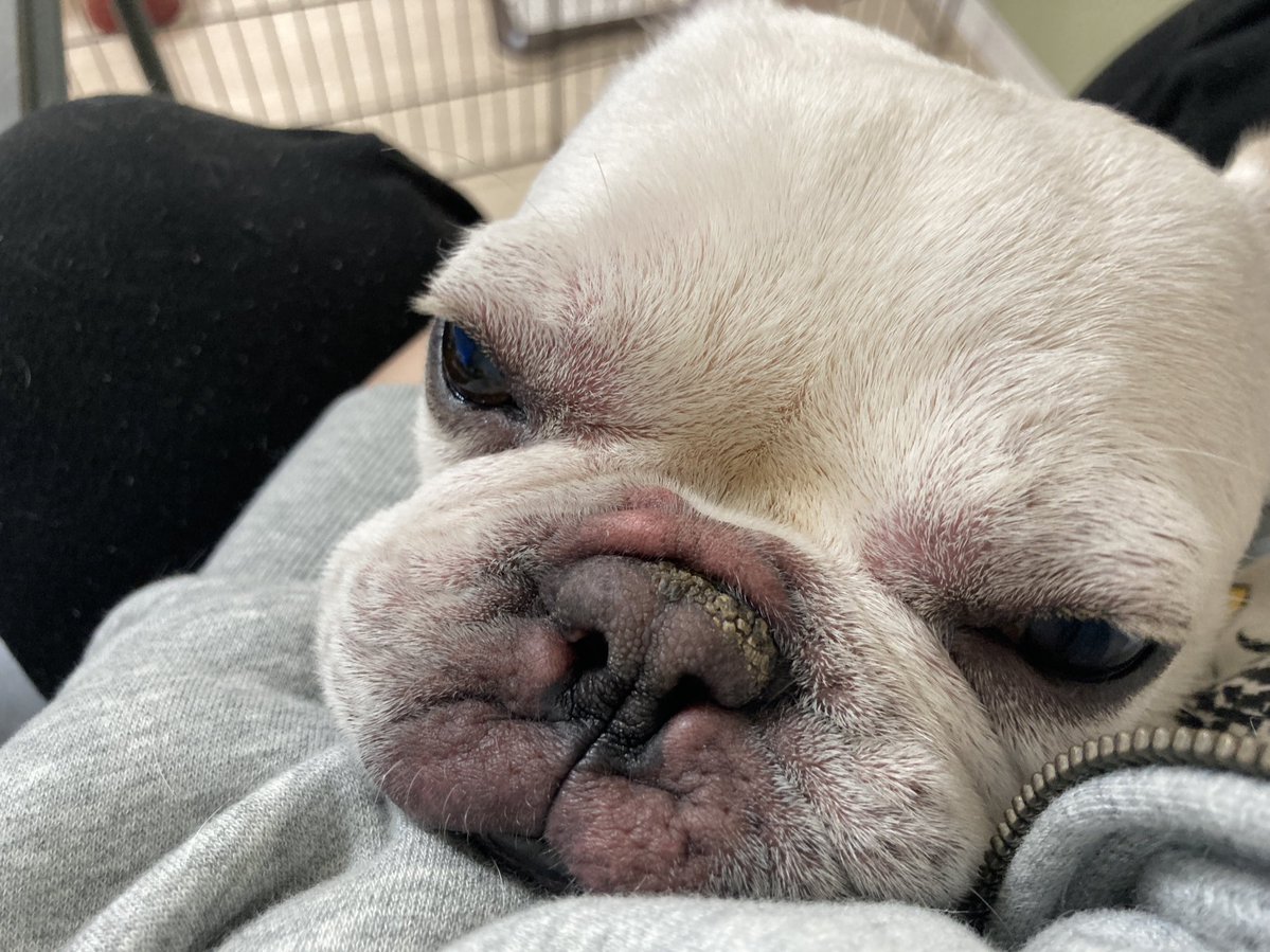 大吉と福 tweet media