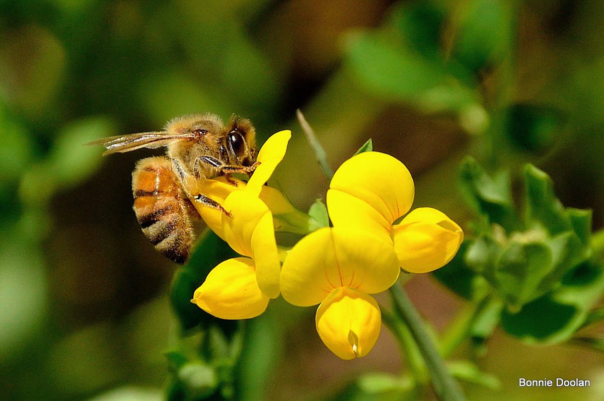 Today’s Bee  #NaturePhotography