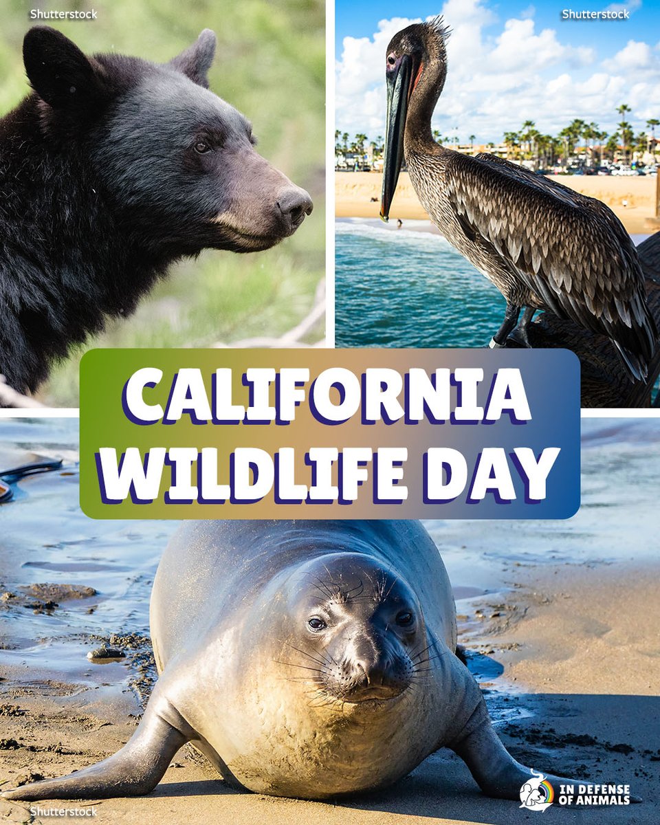 IDAUSA's tweet image. On #CaliforniaWildlifeDay, we celebrate the incredible #diversity of #animals across the #GoldenState &amp;amp; commit to protecting them every day. Their future depends on the choices we make. 
#California residents act now: bit.ly/4tmC1N9
RT &amp;amp; support bit.ly/4evAgIH
