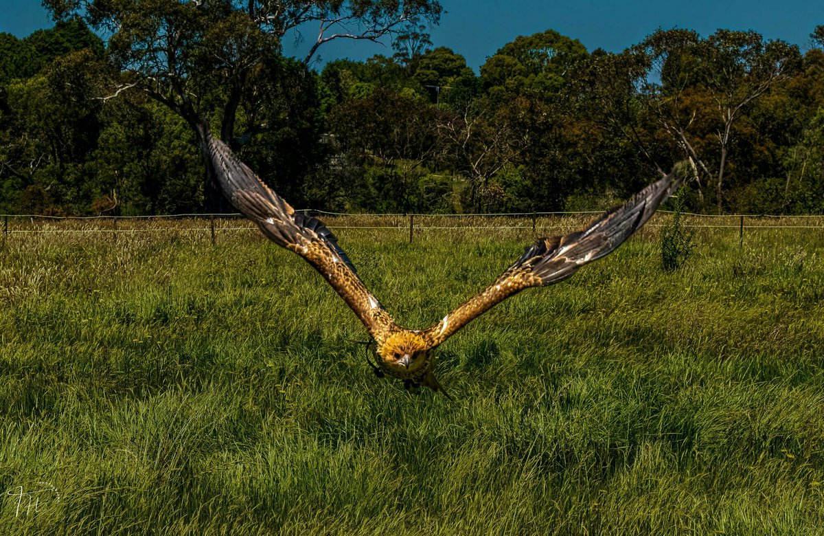 Whistling Kite