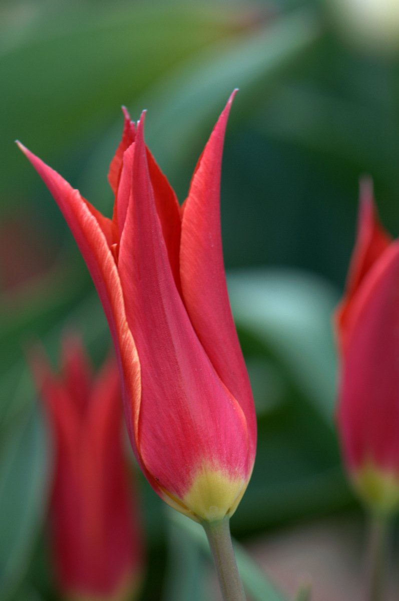 Jersey28694594's tweet image. Good morning sweet souls 💕🌷💕🌷 
#tulip #istanbul