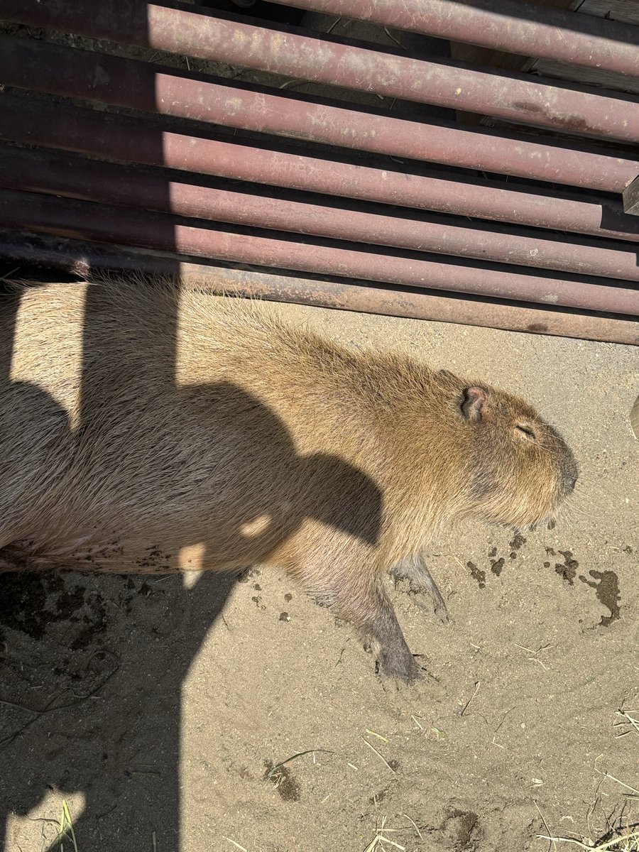 ４０肩 tweet media