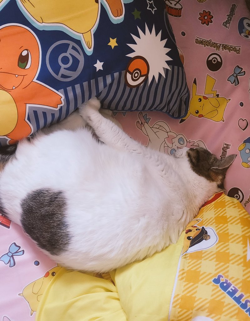 みかんニャ⋆˚ 𝜗🐈‍⬛𝜚˚⋆ tweet media