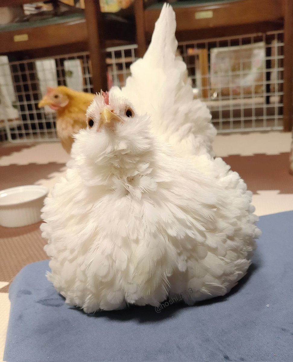 わかる、でも恐竜はニワトリなので
肉は付かずに、ほぼ羽毛で良いと思う🤗

#チャボの塩パン