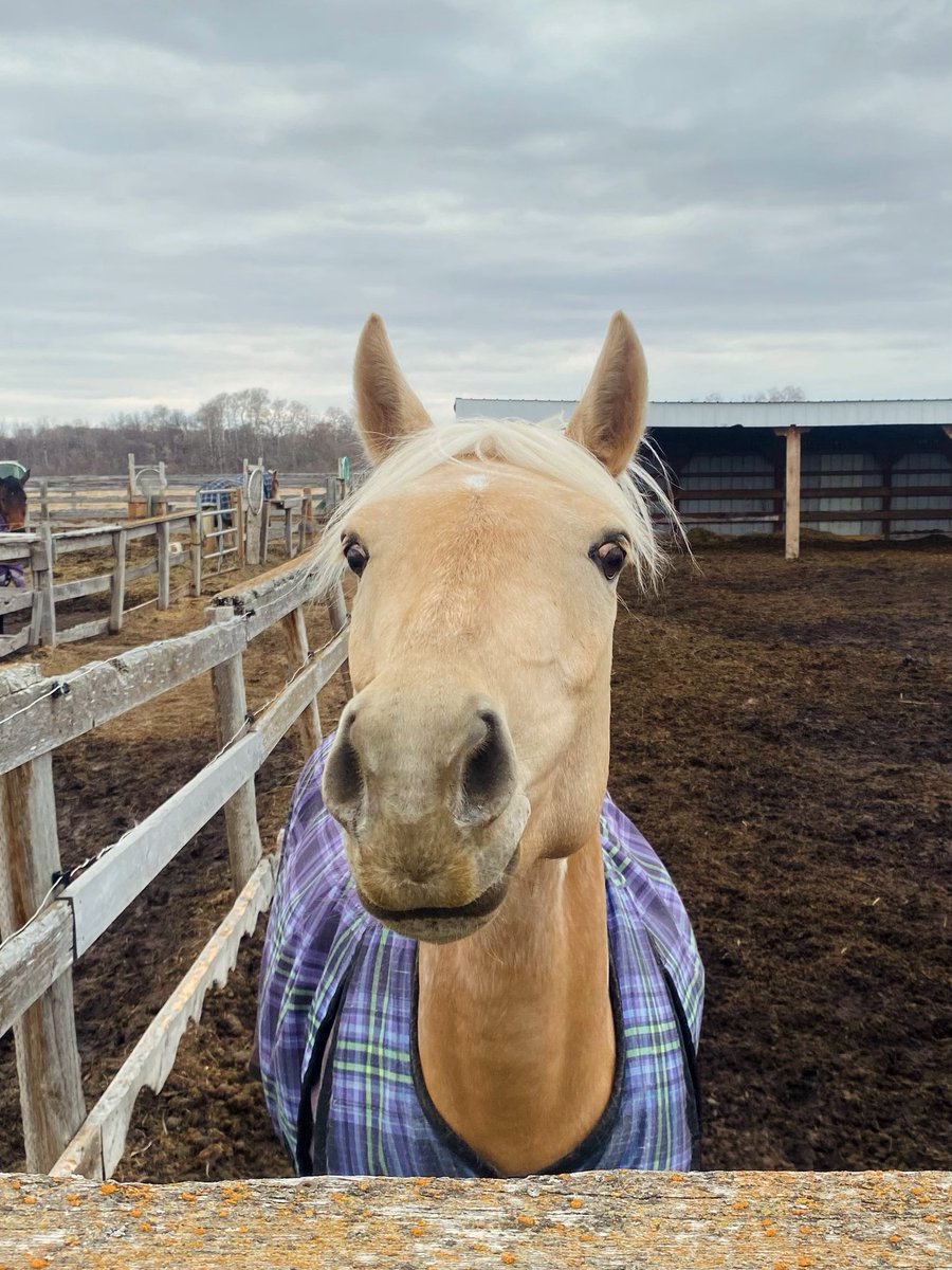 pelmacstables's tweet photo. 🐴 🐴 🐴 Upcoming beginner lesson openings:
•Sundays 10:00am, starting May 24
•Fridays 4:30pm, starting May 1
•Fridays 6:30pm, starting May 8
•Contact us for weekday daytime availability! https://t.co/UaLyt74HNX