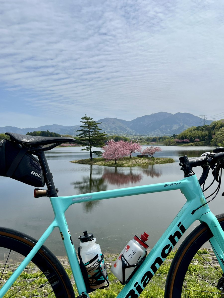 Only629M's tweet photo. 今年も日野川ダムの浮き島の八重桜🌸 https://t.co/IxCe8uKhuv