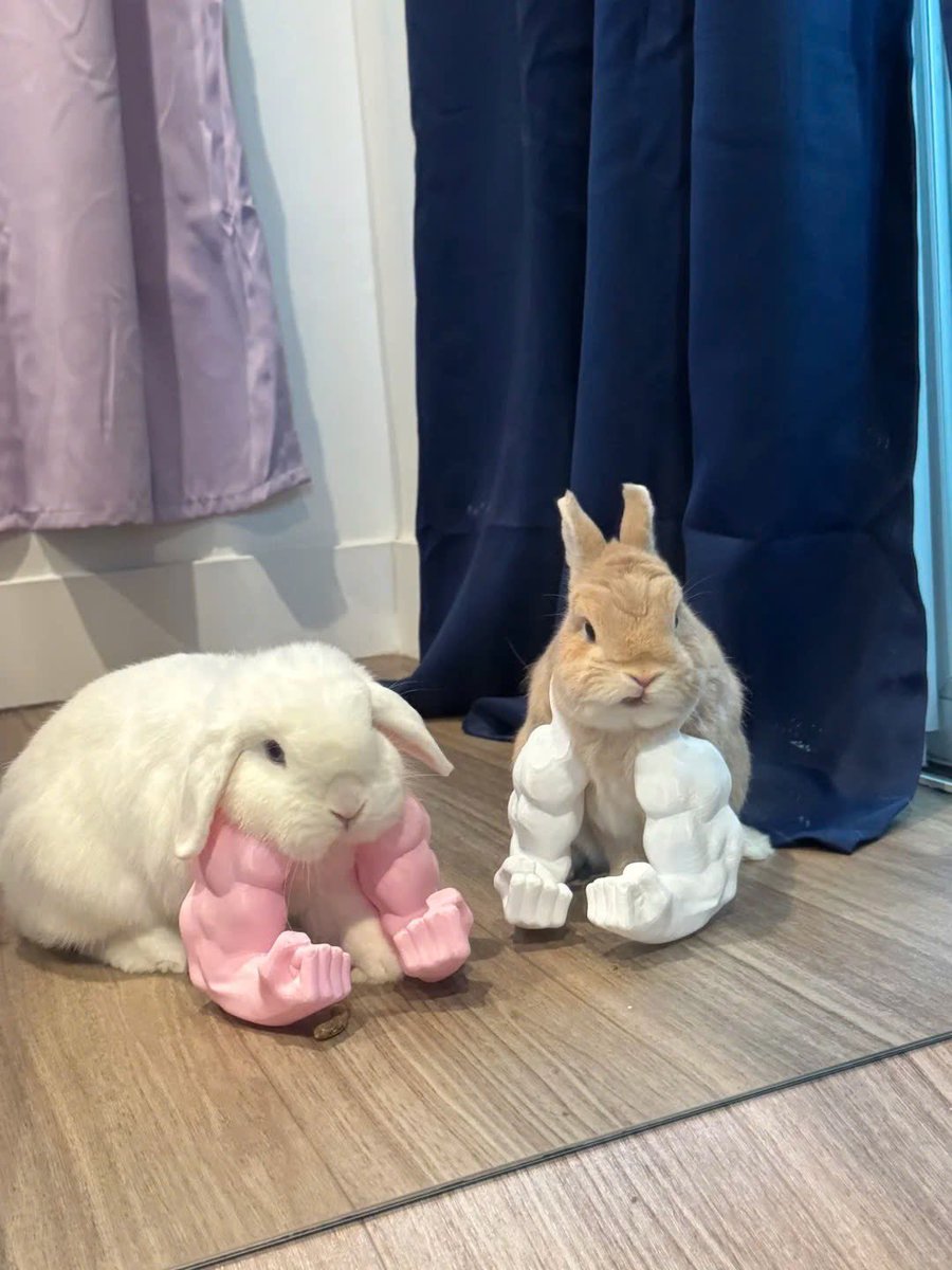 Why you should have a rabbit tweet media