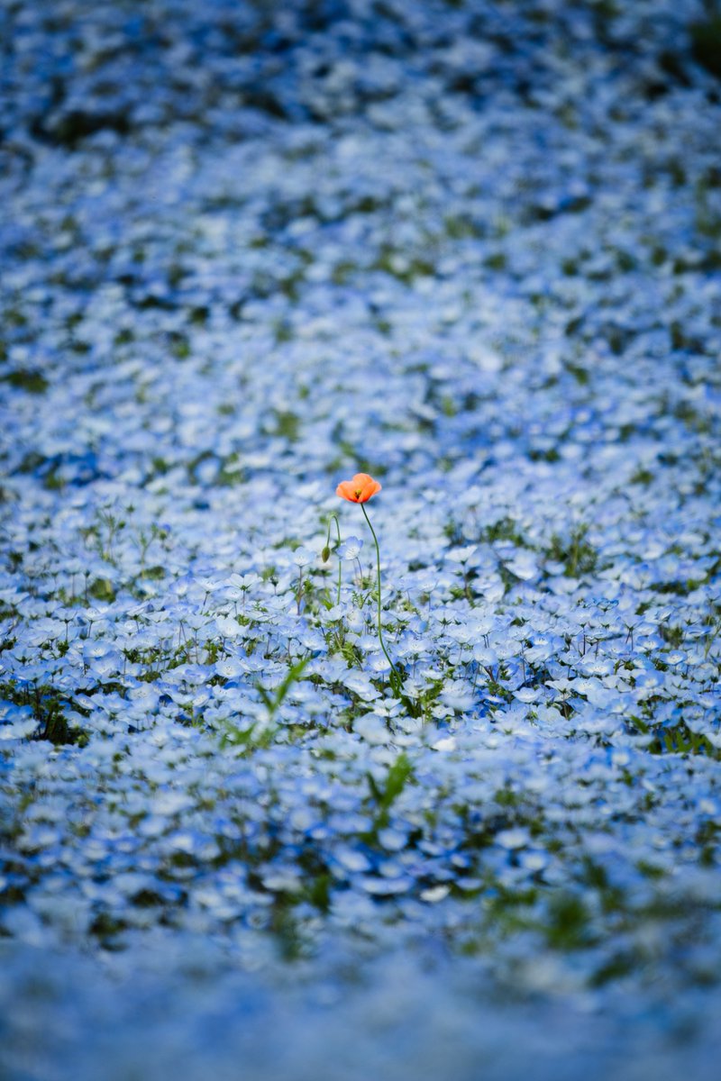 あずき tweet media