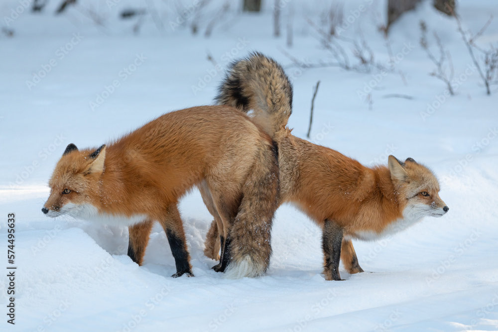 HowlingMuppet tweet media