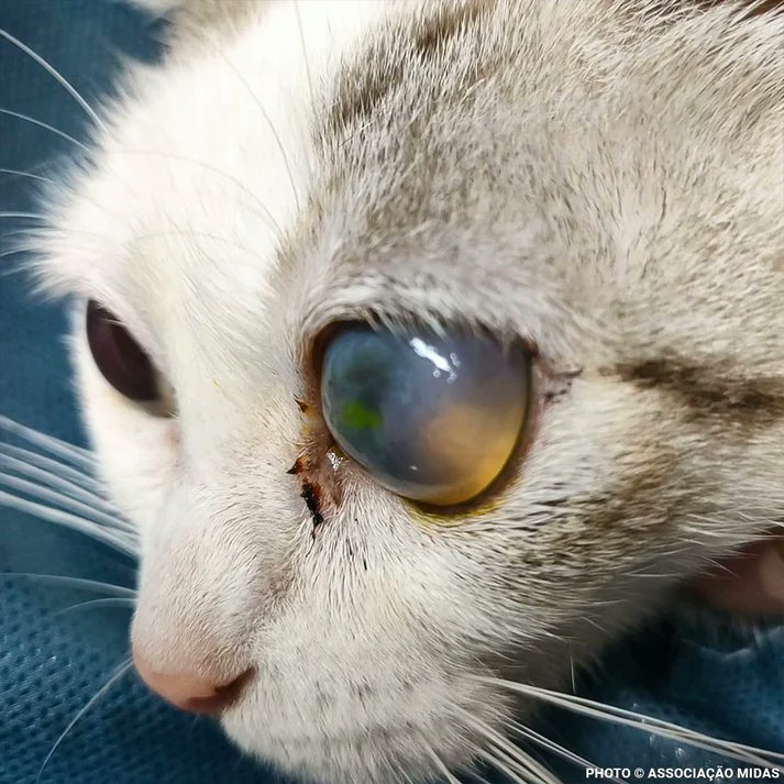 DubJH1009's tweet image. theanimalrescuesite.com/products/eam-a… #HelpASAP #PleaseHelpNow #SOS #Emergency #Portugal #cats