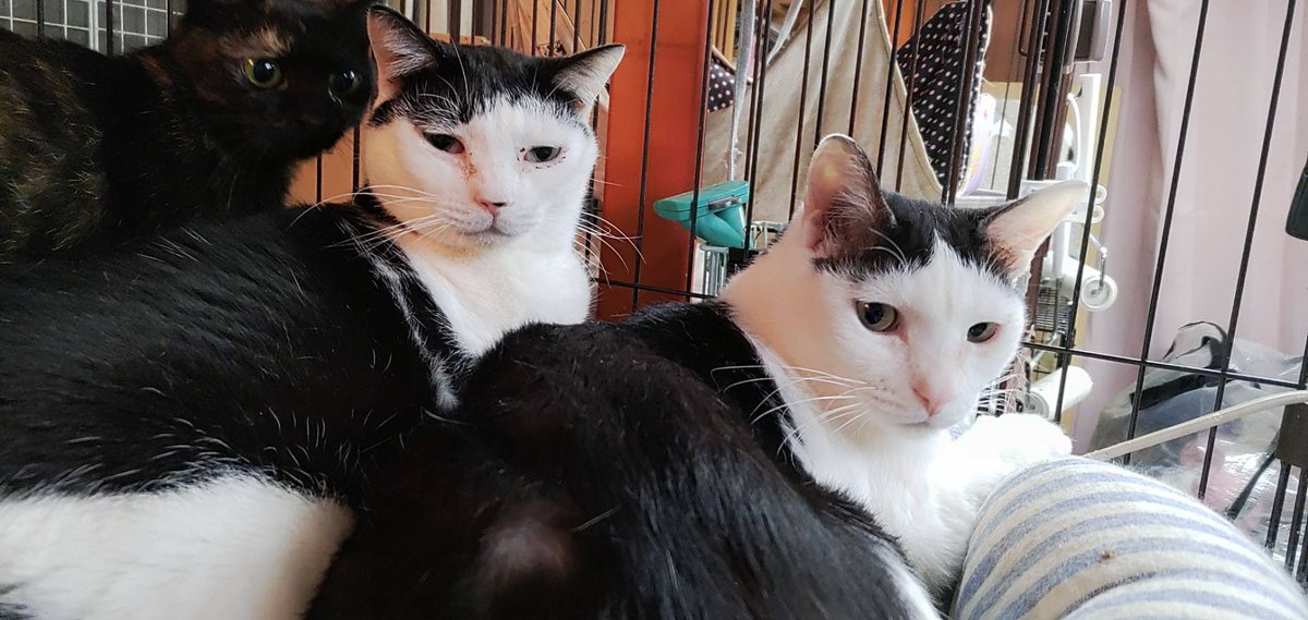 一般社団法人猫じゃらし tweet media