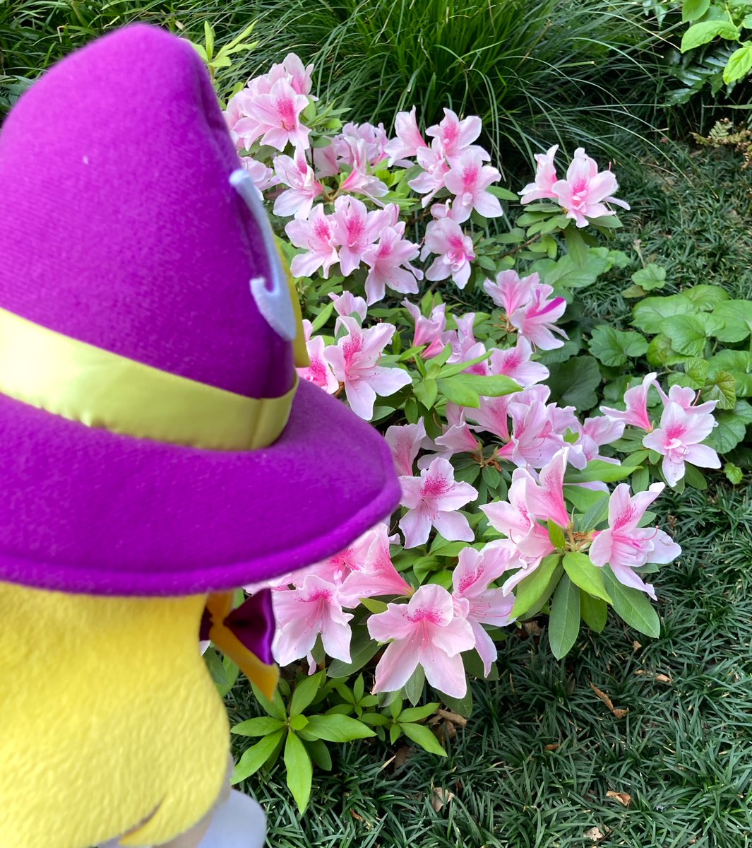 むるぬ tweet media