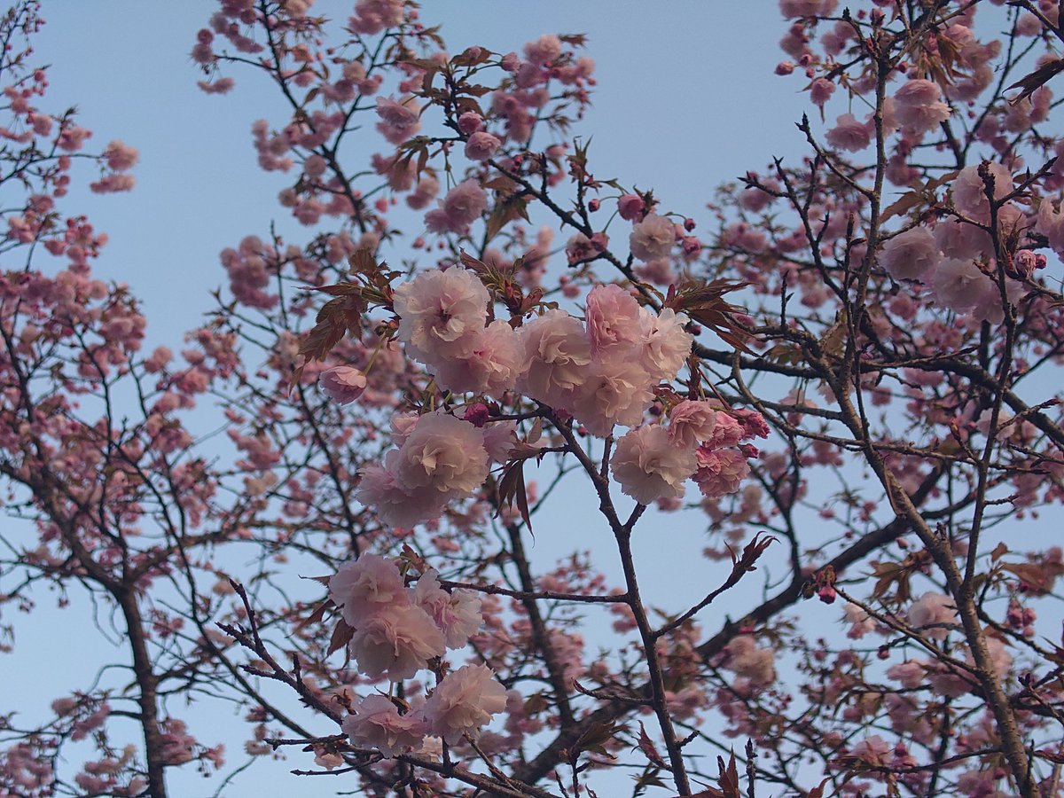 dyjk83's tweet photo. 桜イベント♪ https://t.co/qid9o3Ermu