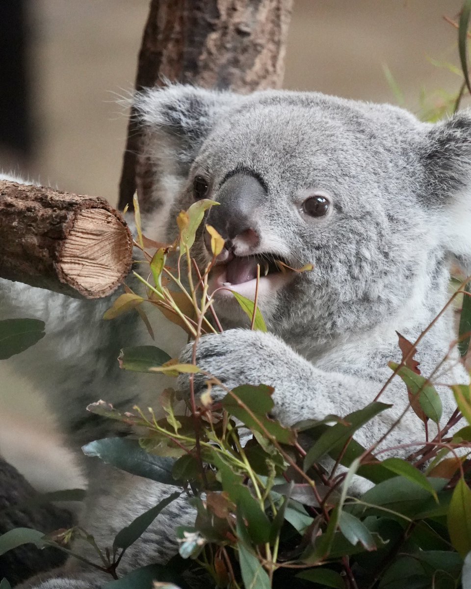 wony_koalove's tweet image. ユーカリおいしいでしゅ🐨🌿

2026.04

#コアラ #koala #多摩動物公園 #あずま