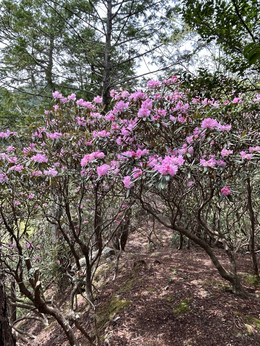 京都 洛北 志明院。
シャクナゲが見頃を迎えております。
開花は25日頃まで。
参道には春の山野草が咲き誇り、野鳥達の囀りを聞きながら。新緑と清流、苔の世界にて心の浄化に是非ご参拝下さい。

南無大師遍照金剛

#志明院 #京都 #シャクナゲ #石楠花