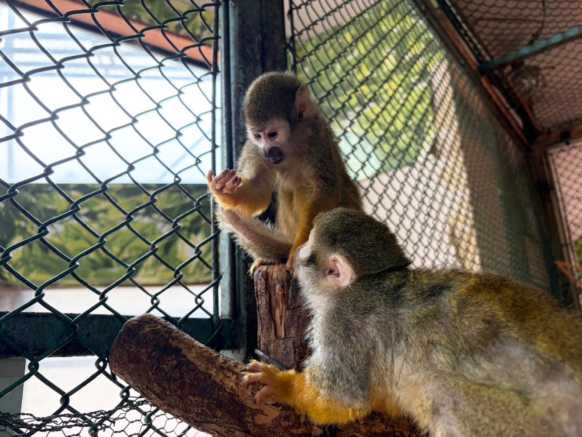 那須ワールドモンキーパーク【公式】 tweet media