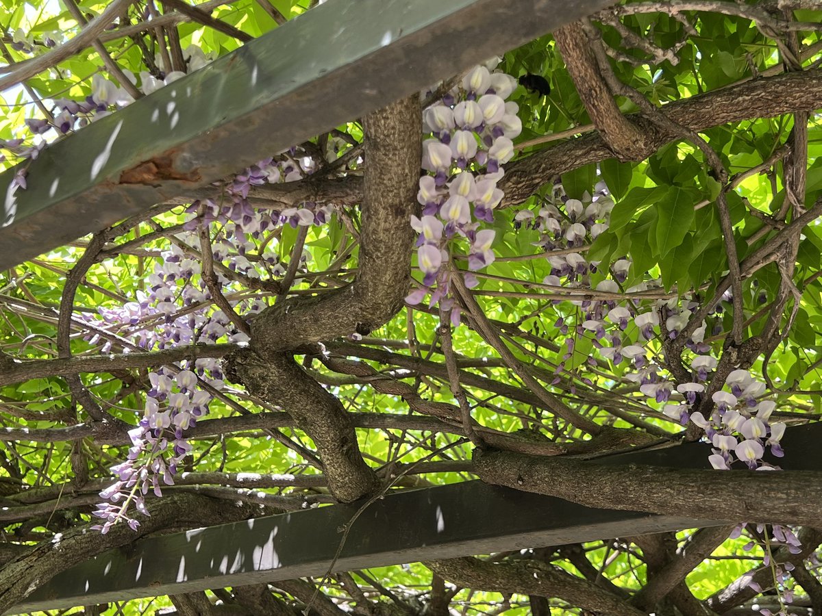 早くも藤が咲いていると聞いたけど、お昼から天気図検討会なので遠くには行けず
近所の藤棚がある公園を探して行ってみた
あまり手入れされていないので、花がちょっと寂しい