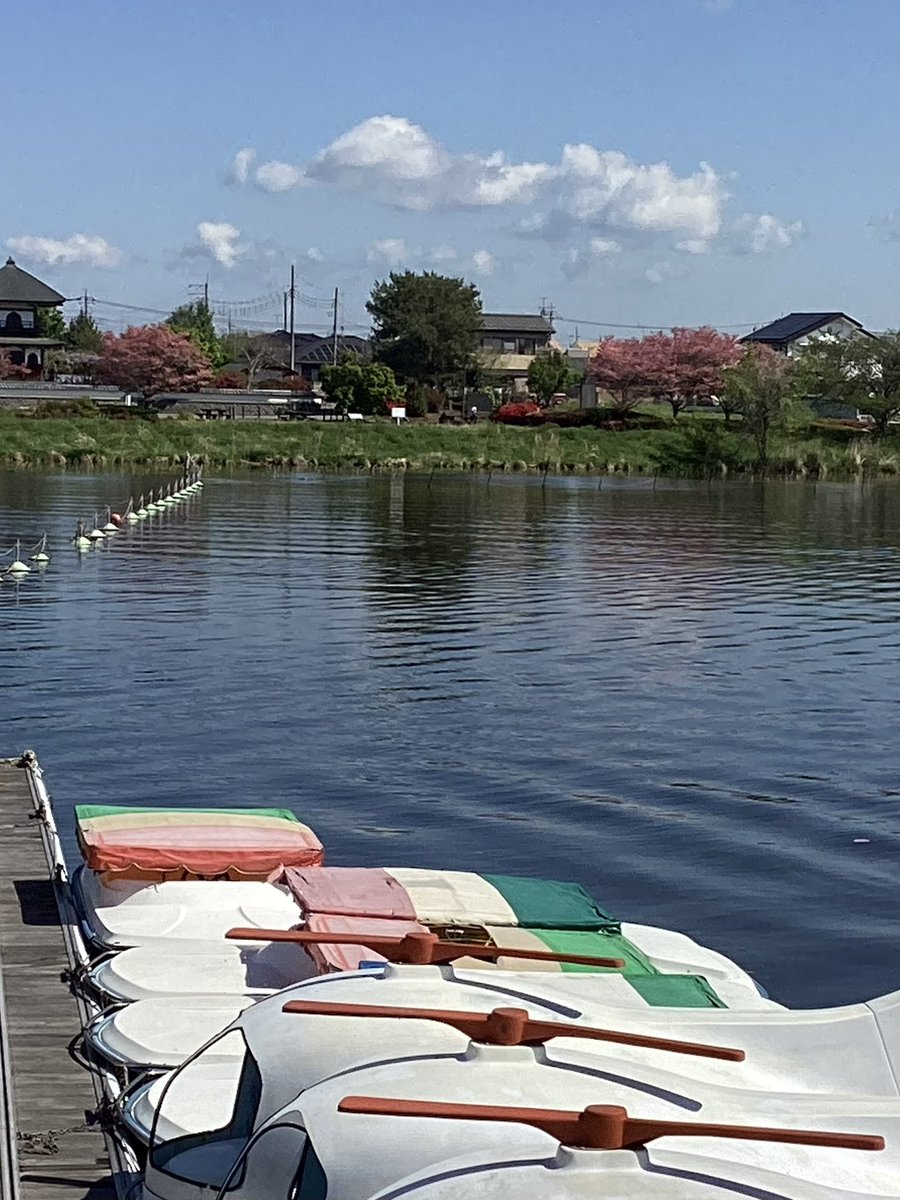 【公式】ぽんちゃん（群馬県館林市） tweet media