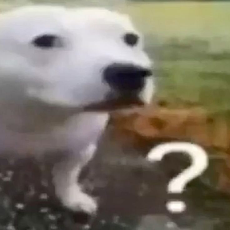 R. Arkana tweet media