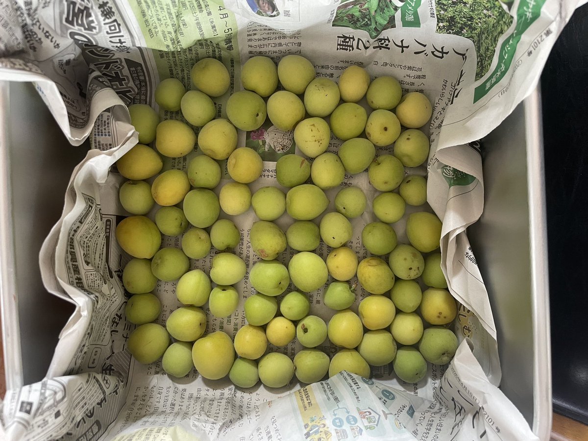 niina_217 tweet media