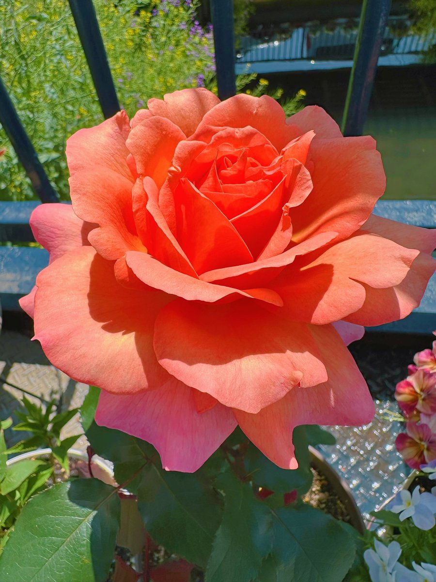 ヌマタヌマコ🥐 tweet media