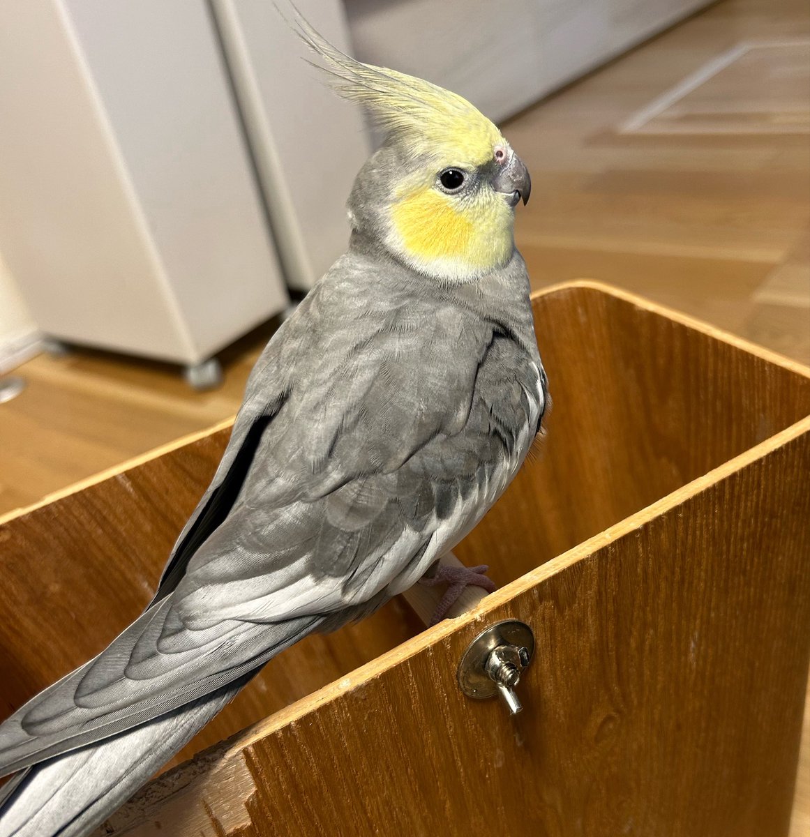 おう with 小鳥 tweet media