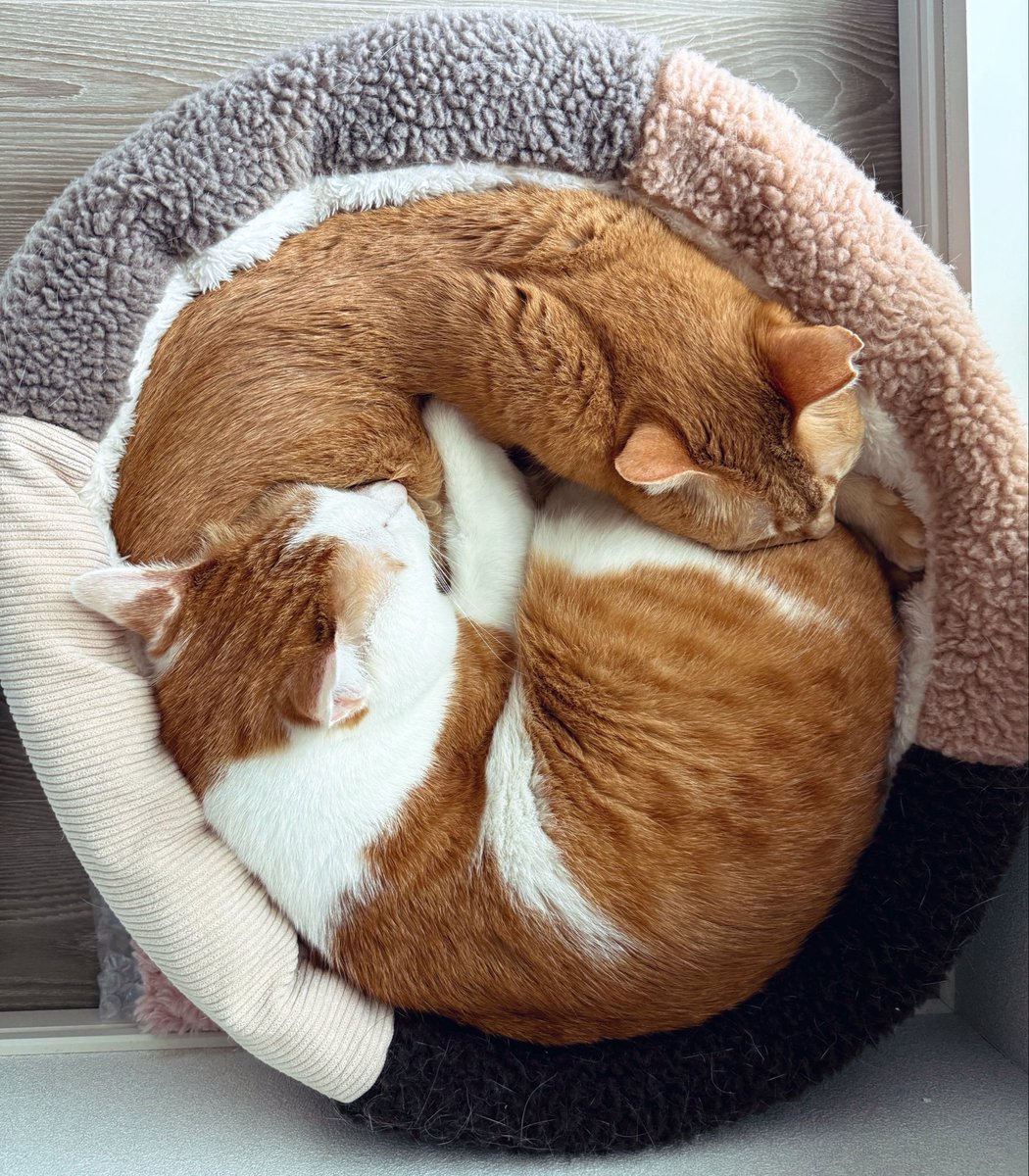 今朝のねこたち☺︎