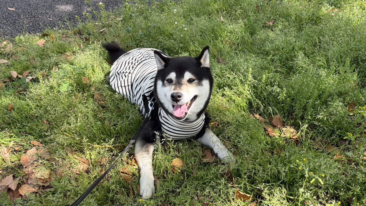 黒柴  せん tweet media