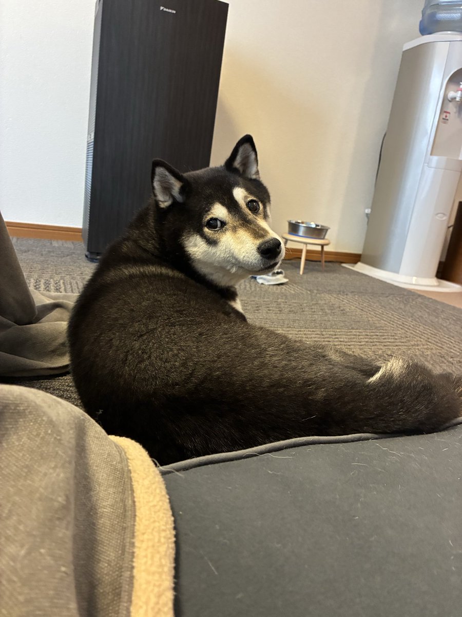 黒柴  せん tweet media