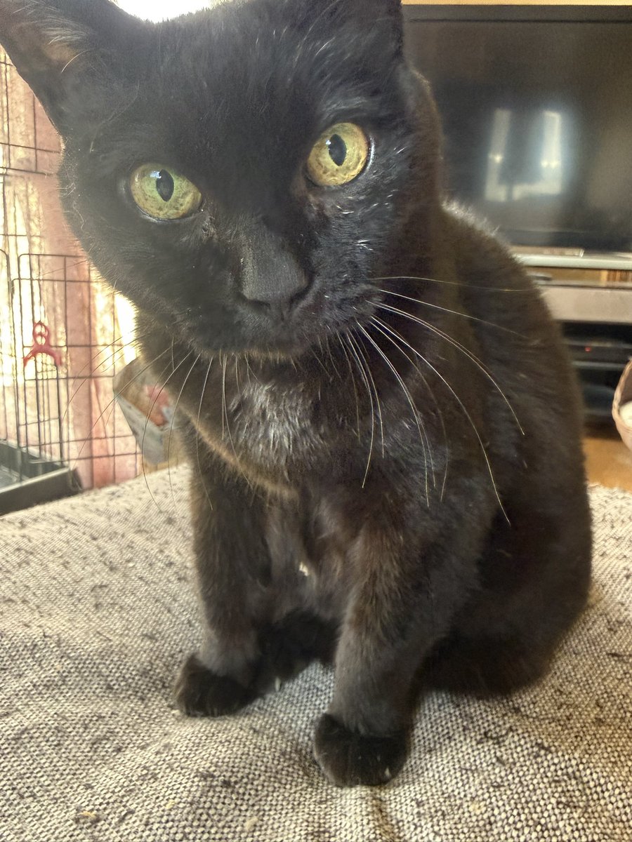 ねこさんど tweet media