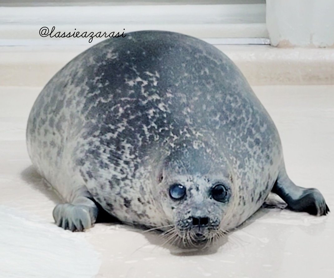 lassie99289125's tweet image. ユッキーーーーィィィーー
 #海遊館  #アザラシ  #seal