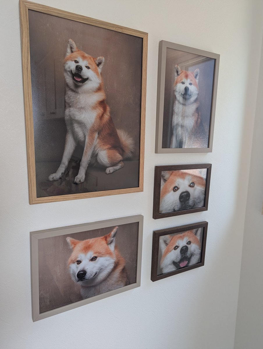 秋田犬　🦀かに🦀 tweet media