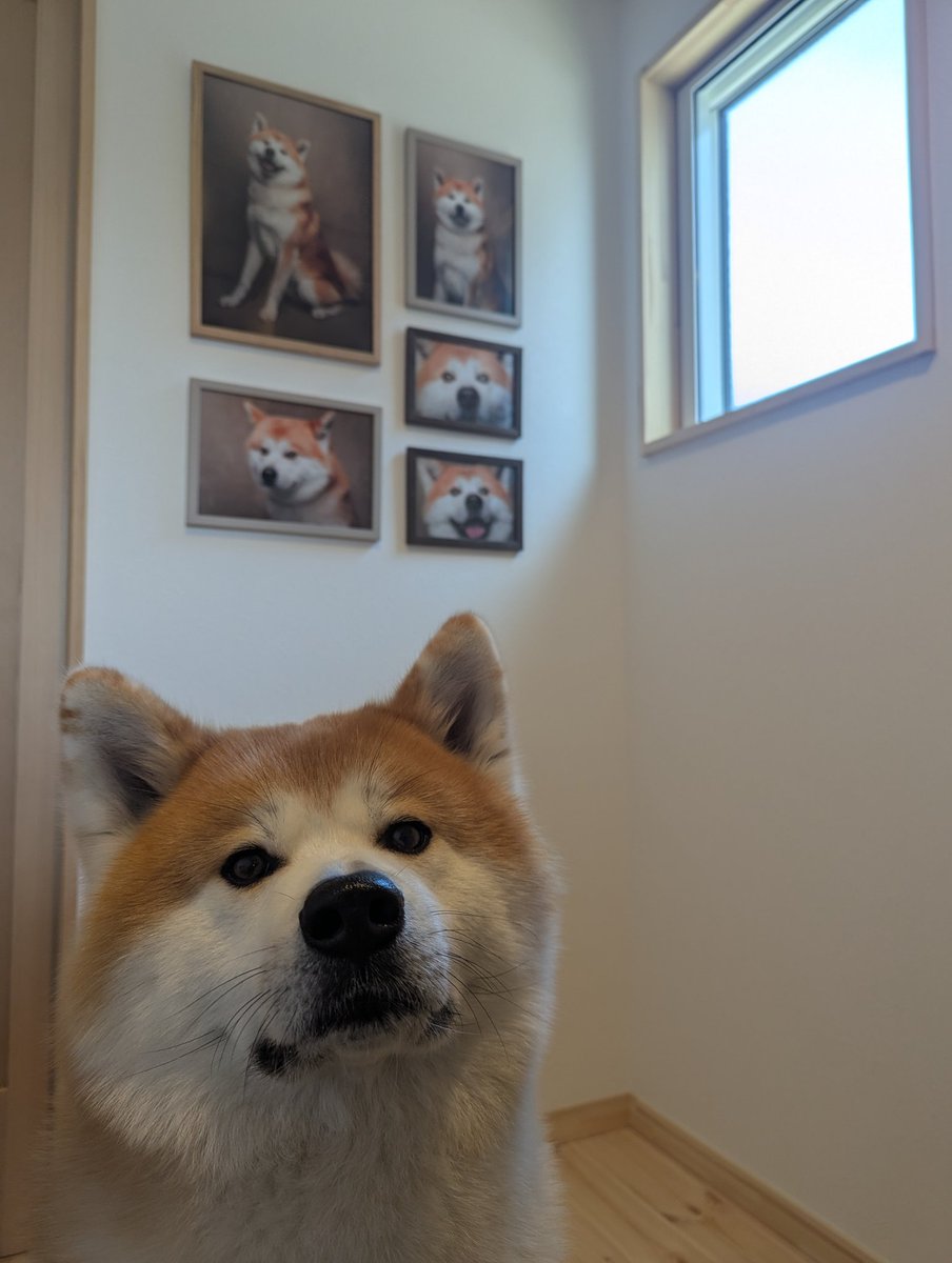 秋田犬　🦀かに🦀 tweet media