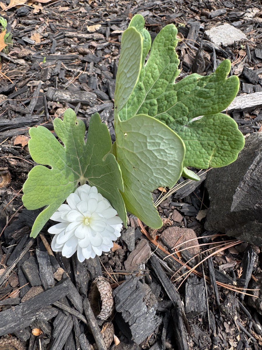ell_enR's tweet image. Bloodroot 
Northern NJ
#spring #springflowers #flower #springephemeral #nativeplant #nativeplants #nativegarden #nativegardening #certifiedwildlifehabitat #natureflower #Naturelove #naturelover #naturephotographers #NaturePhotography #NatureBeauty #NaturesBeauty #natureshot