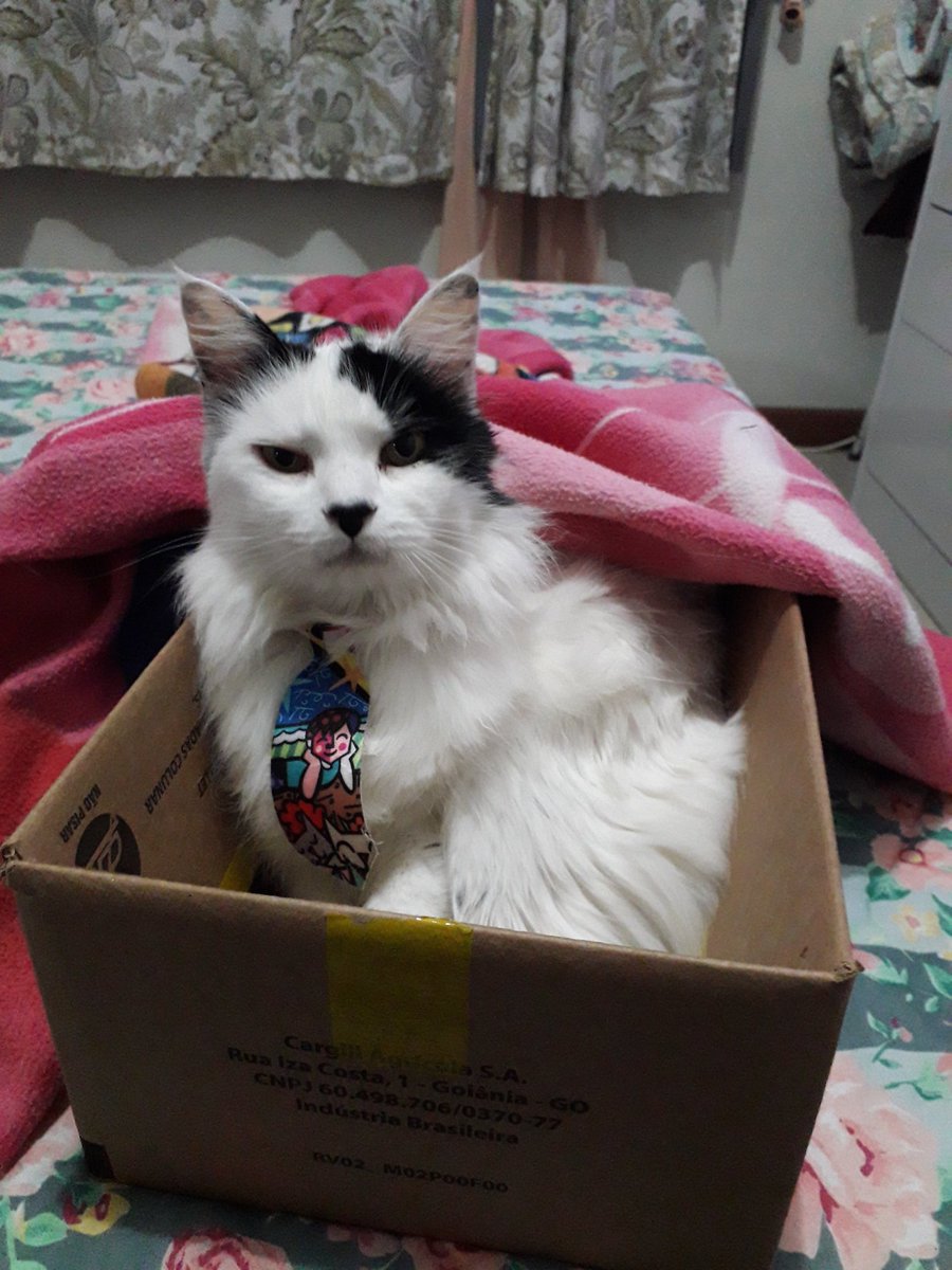 tyrannus melancholicus tweet media