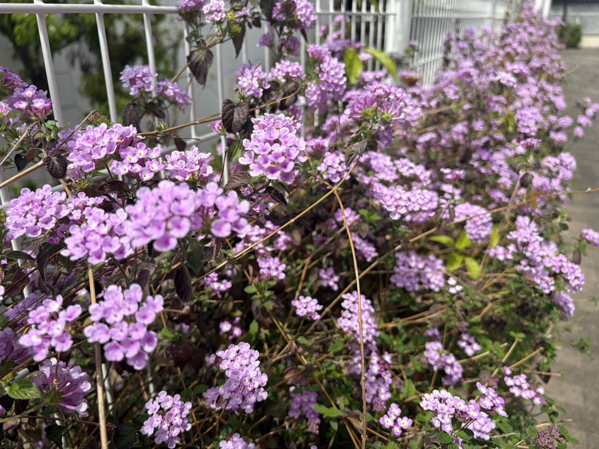 小林桜子 tweet media