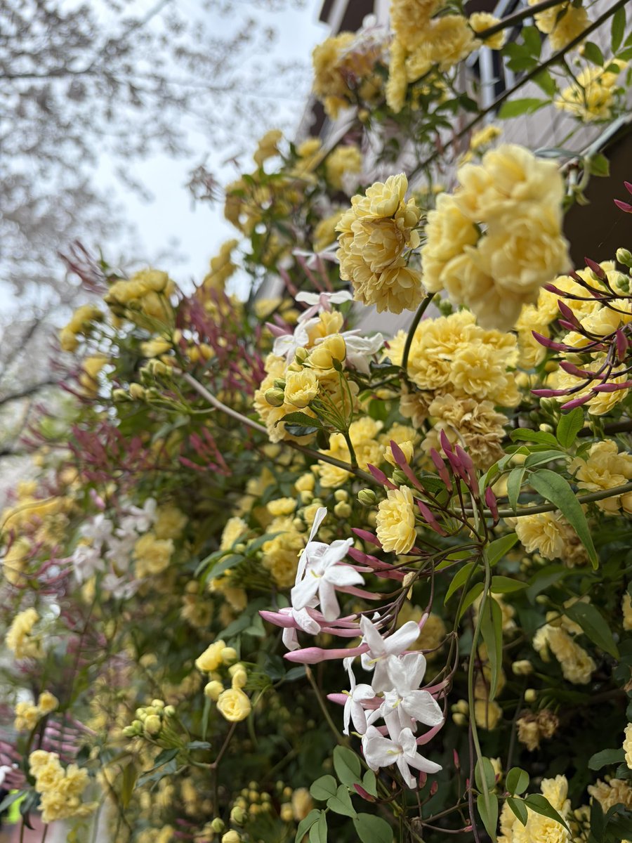 小林桜子 tweet media